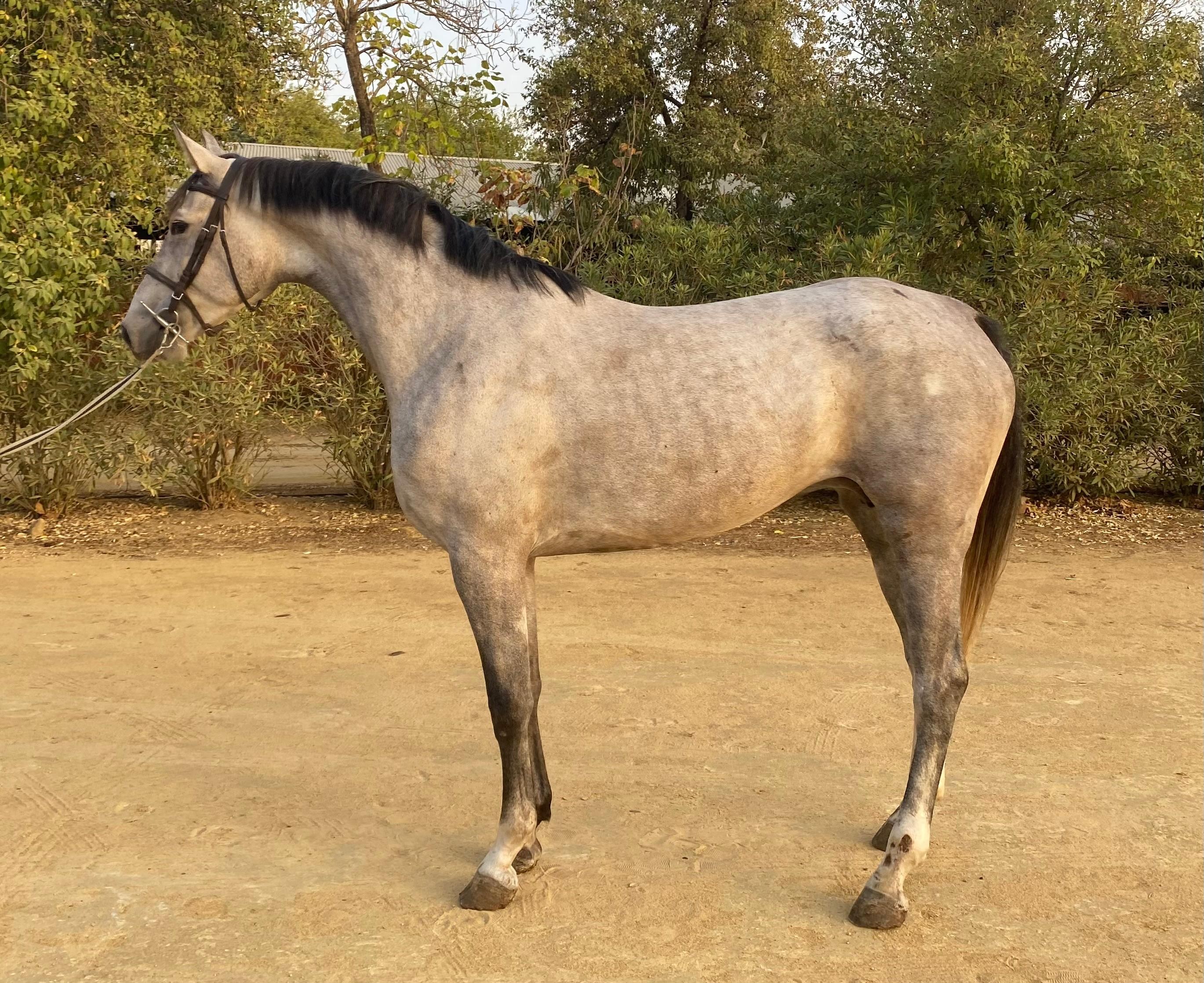 horse